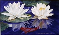 SERENA ROSE Spring Waterlilies Art Print