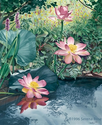 SERENA ROSE Among the Lotus Blossoms Art Print